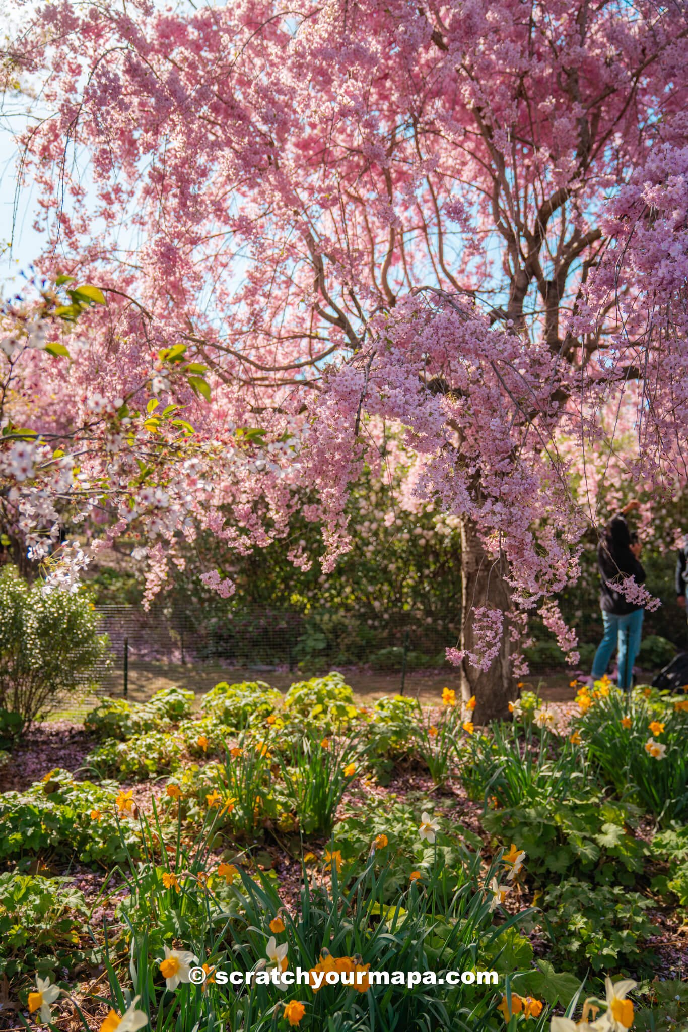 events at the Branch Brook Park Cherry Blossom Festival in Newark, New Jersey