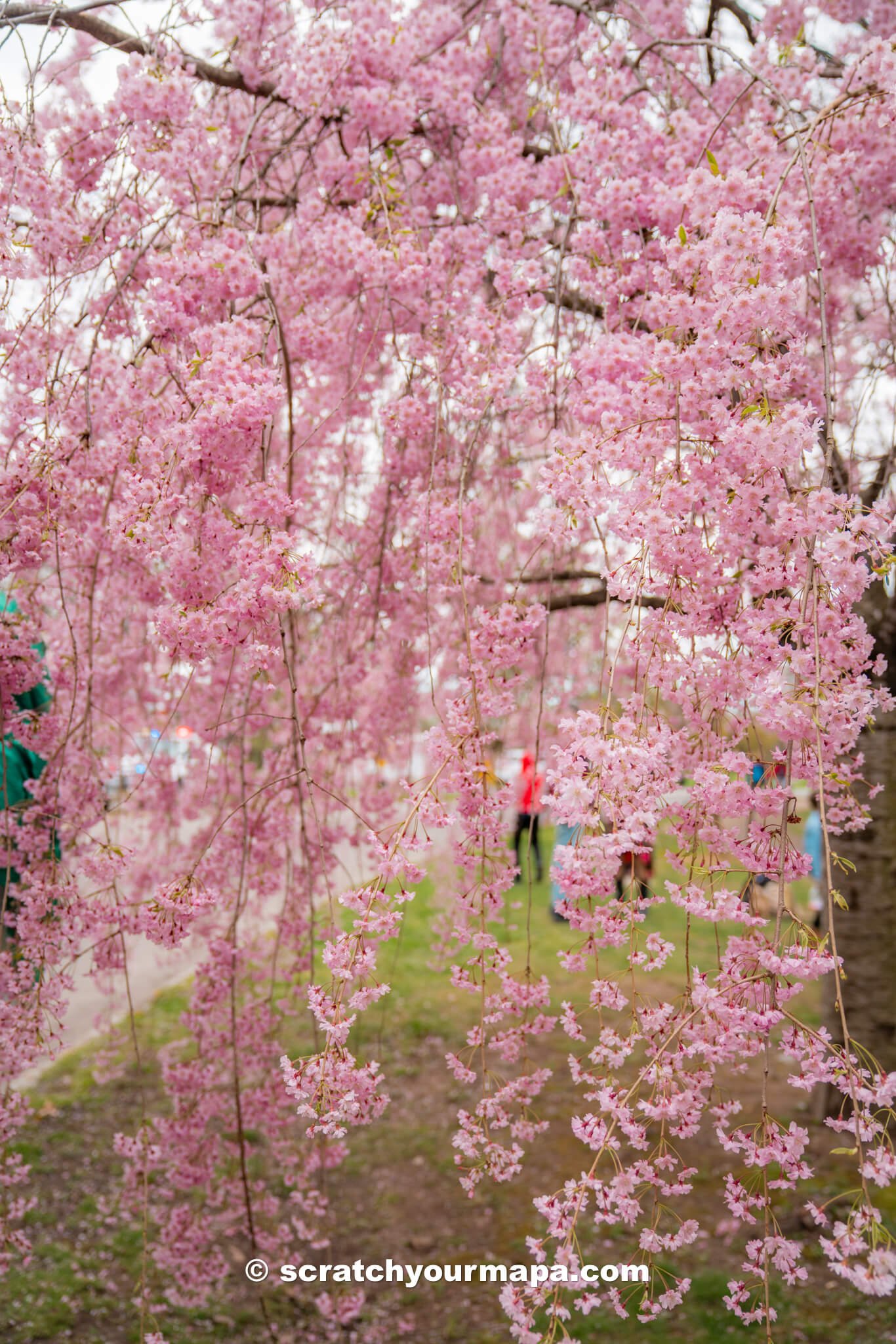 best places to see cherry blossoms in NYC