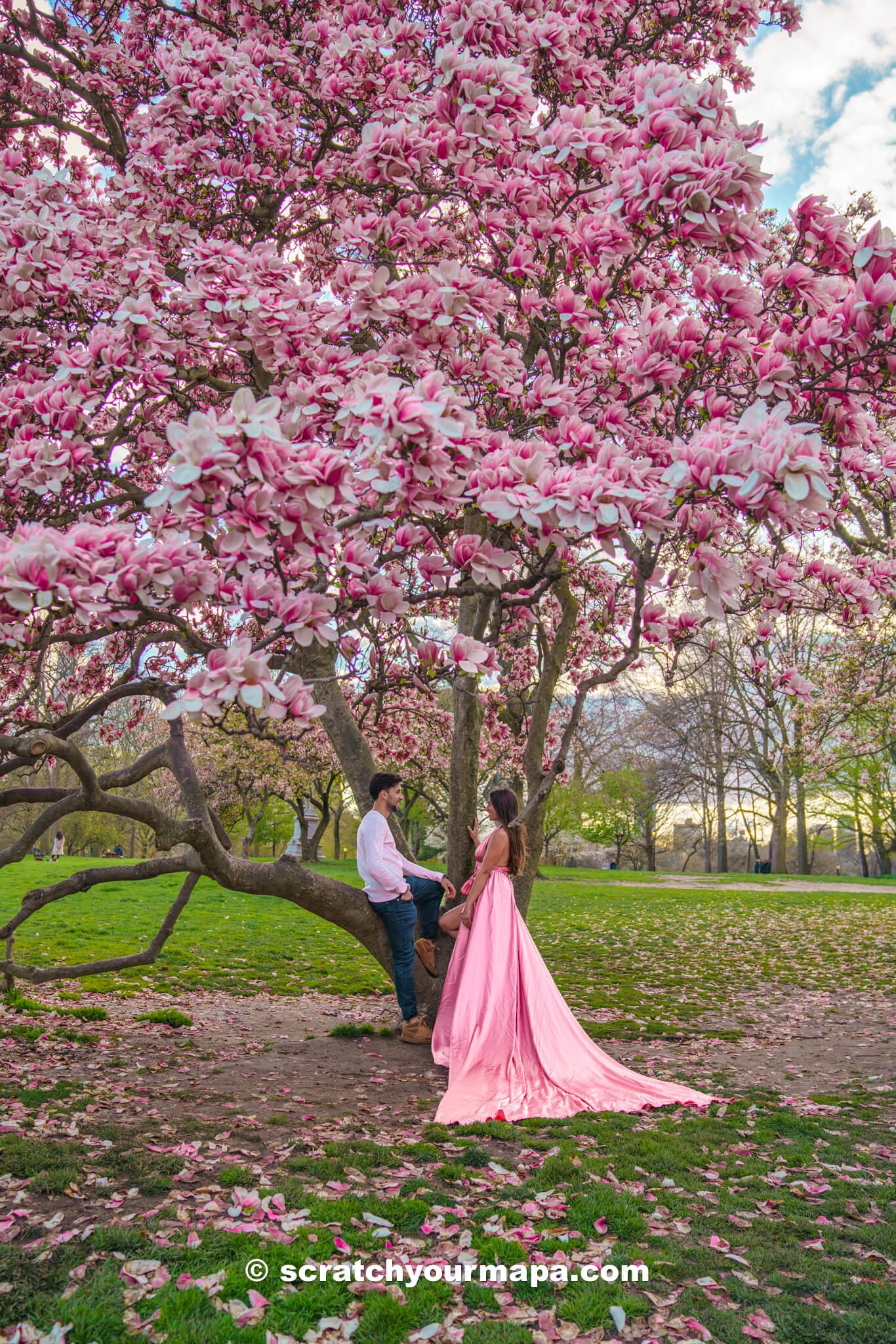 Magnolias at Central Park in NYC