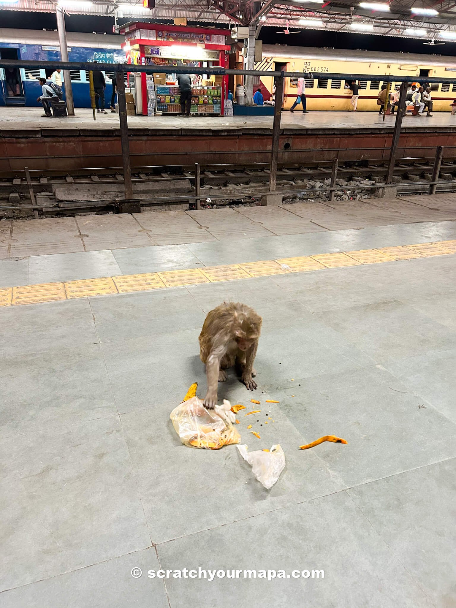 monkey at the train station in India