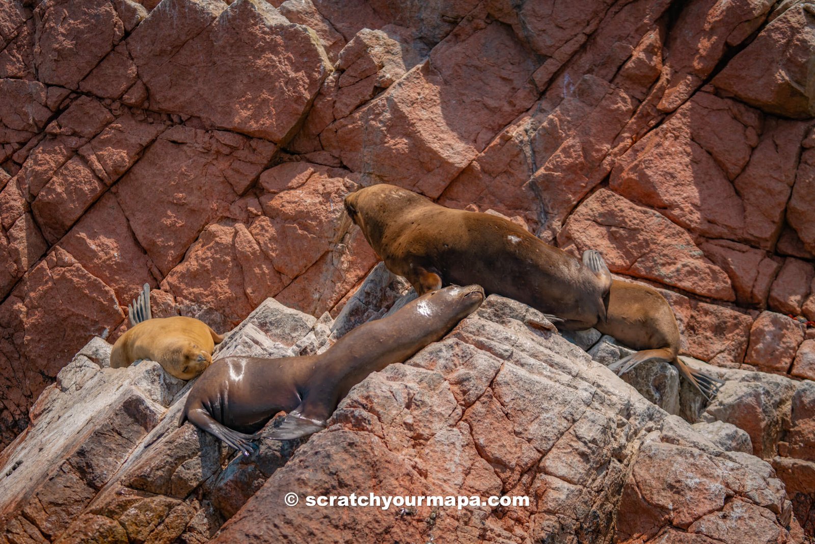 watching sea lions on the Islas Ballestas Tour in Paracas, Peru