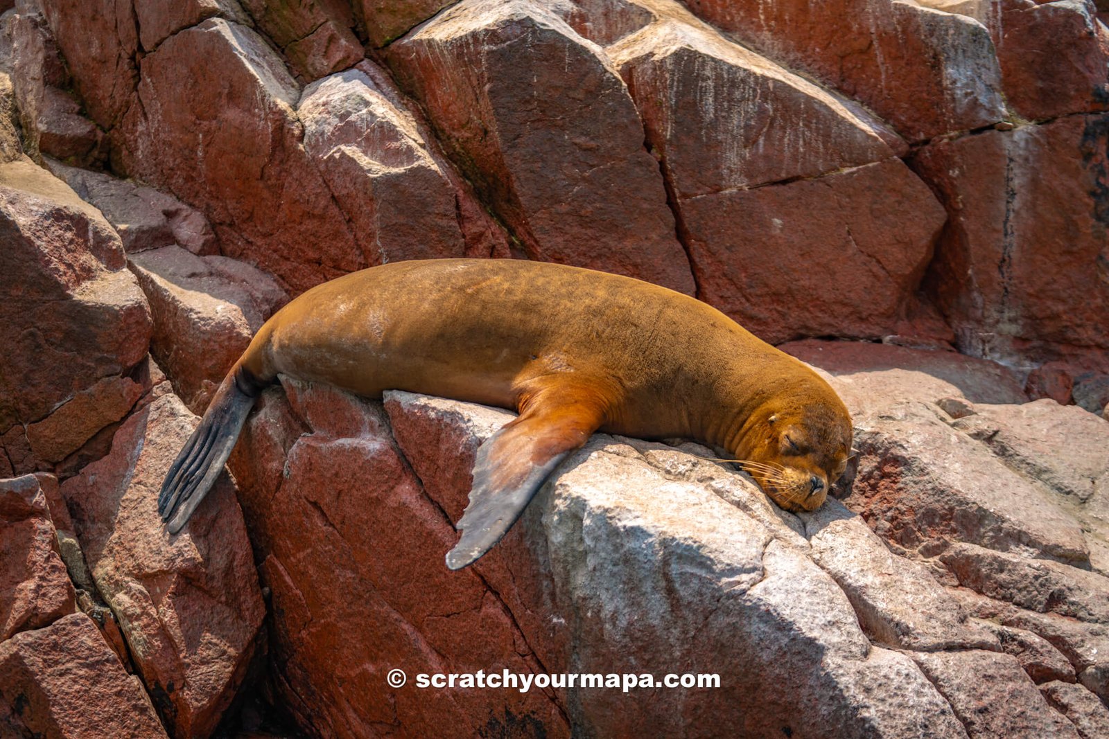 watching a sea lion on the Islas Ballestas Tour in Paracas, Peru