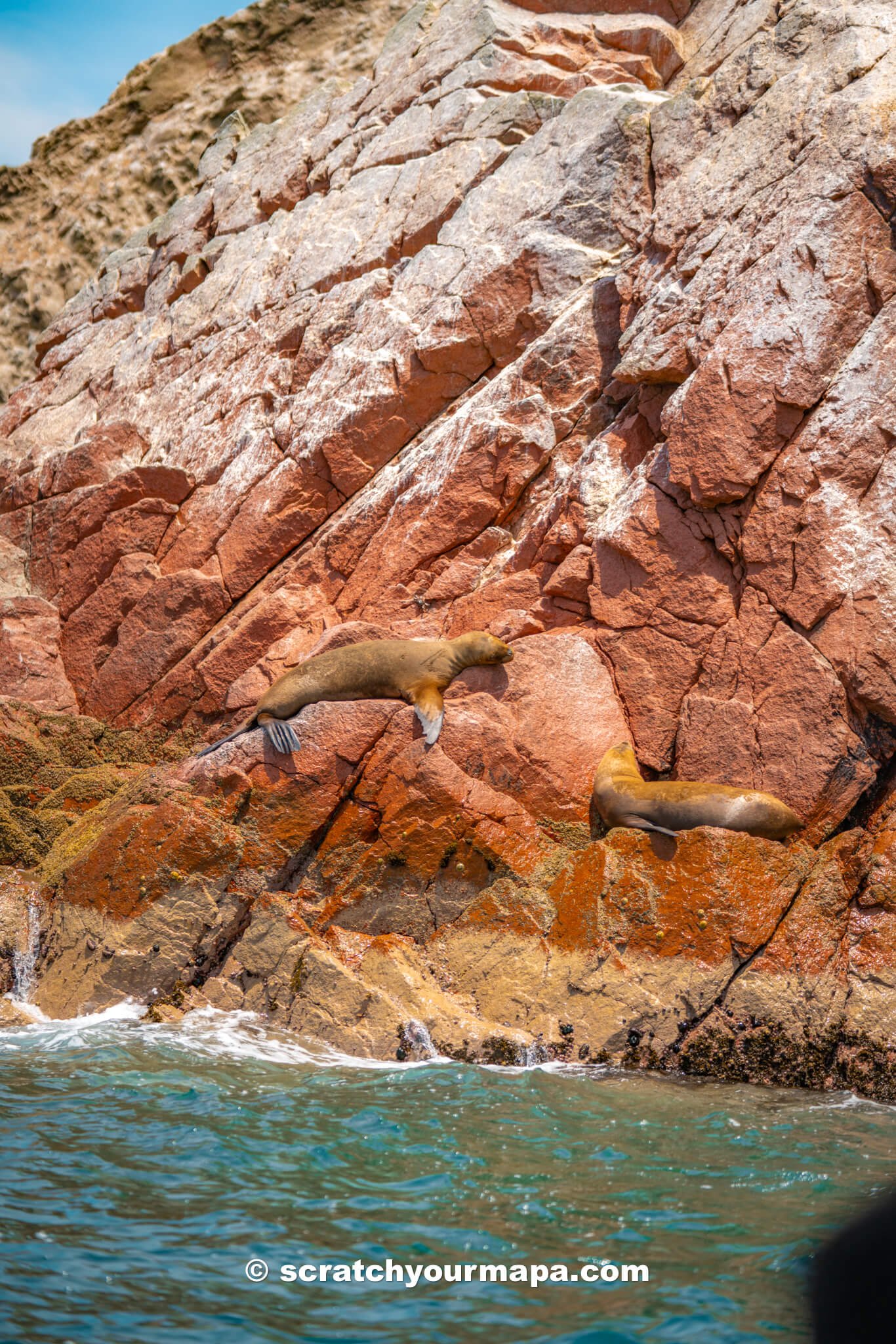 spotting sea lions on the Islas Ballestas Tour in Pacaras, Peru