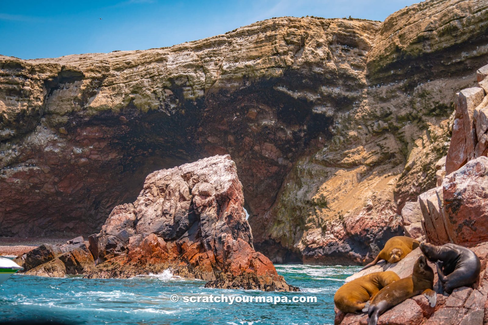 watching a sea lion on the Islas Ballestas Tour in Paracas, Peru