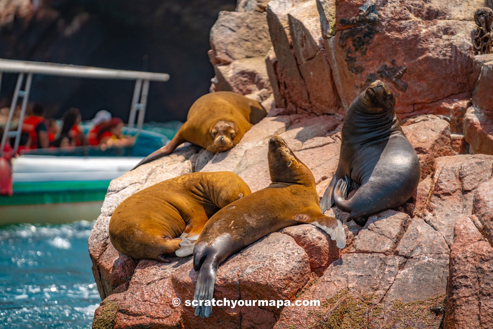 sea lions on the Islas Ballestas Tour travel guide