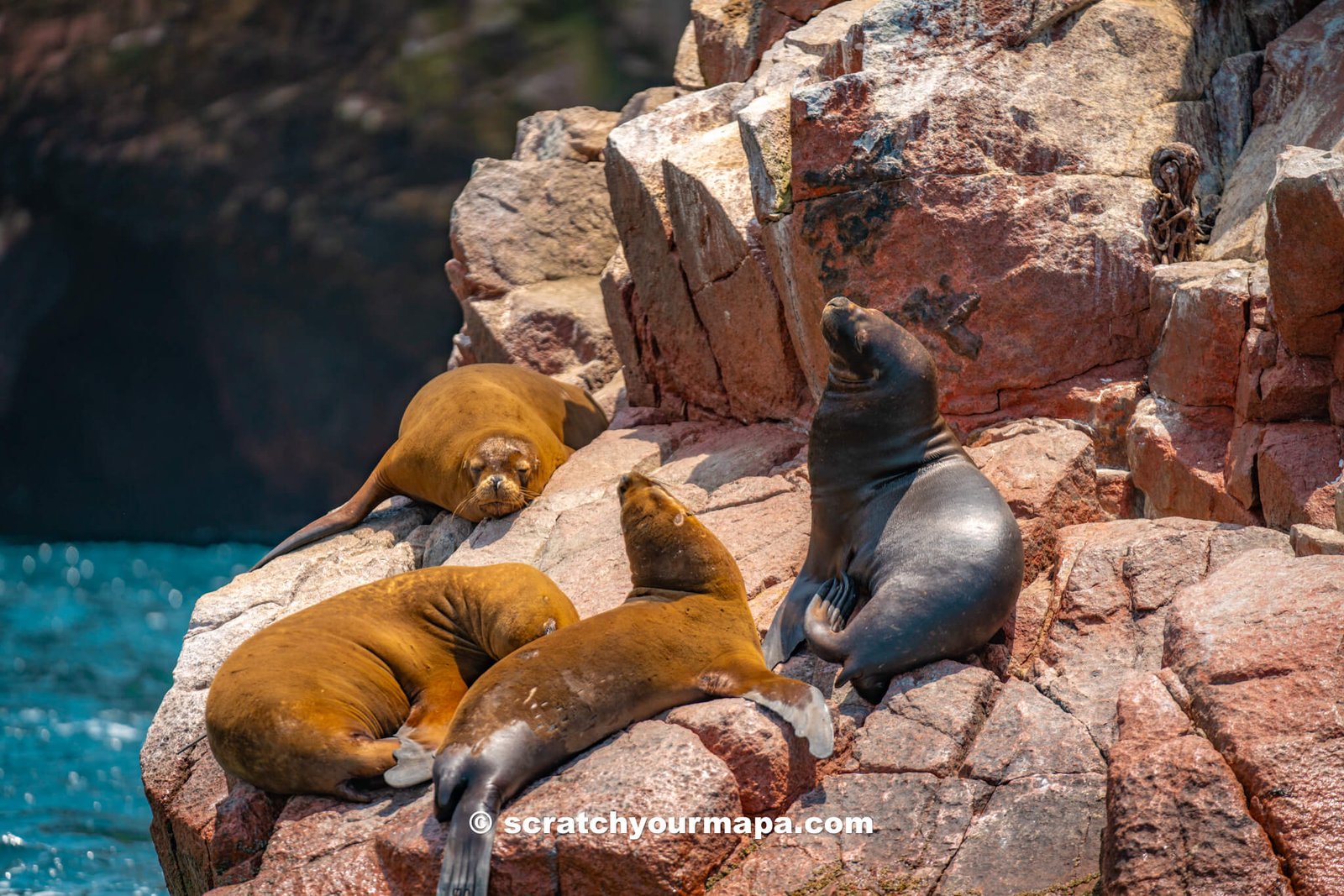 Islas Ballestas, day trips from Lima