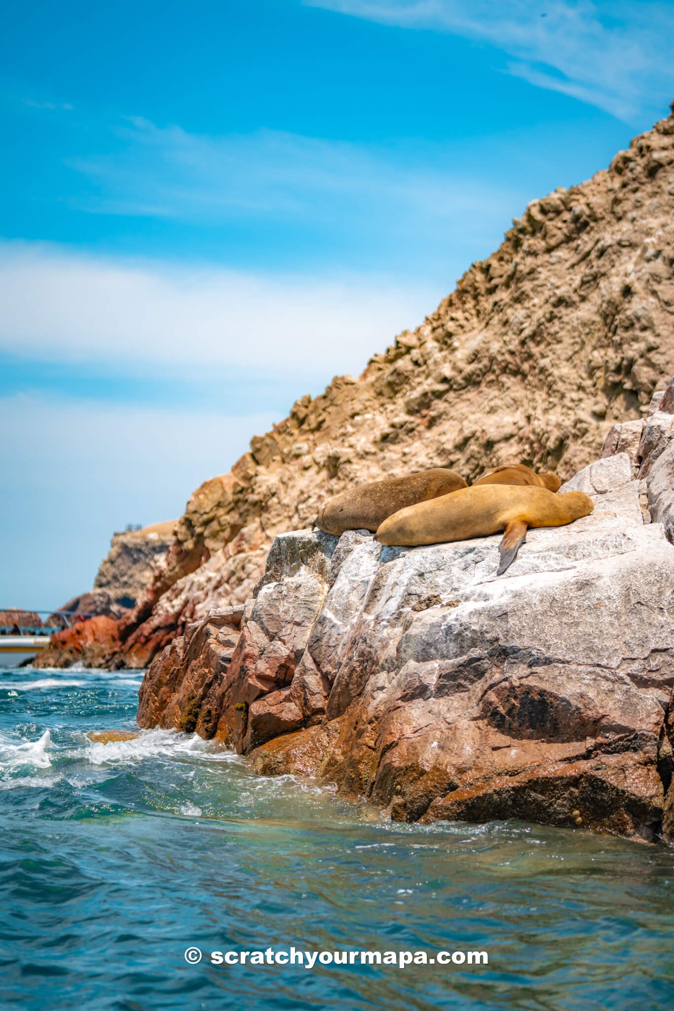 watching a sea lion on the Islas Ballestas Tour in Paracas, Peru