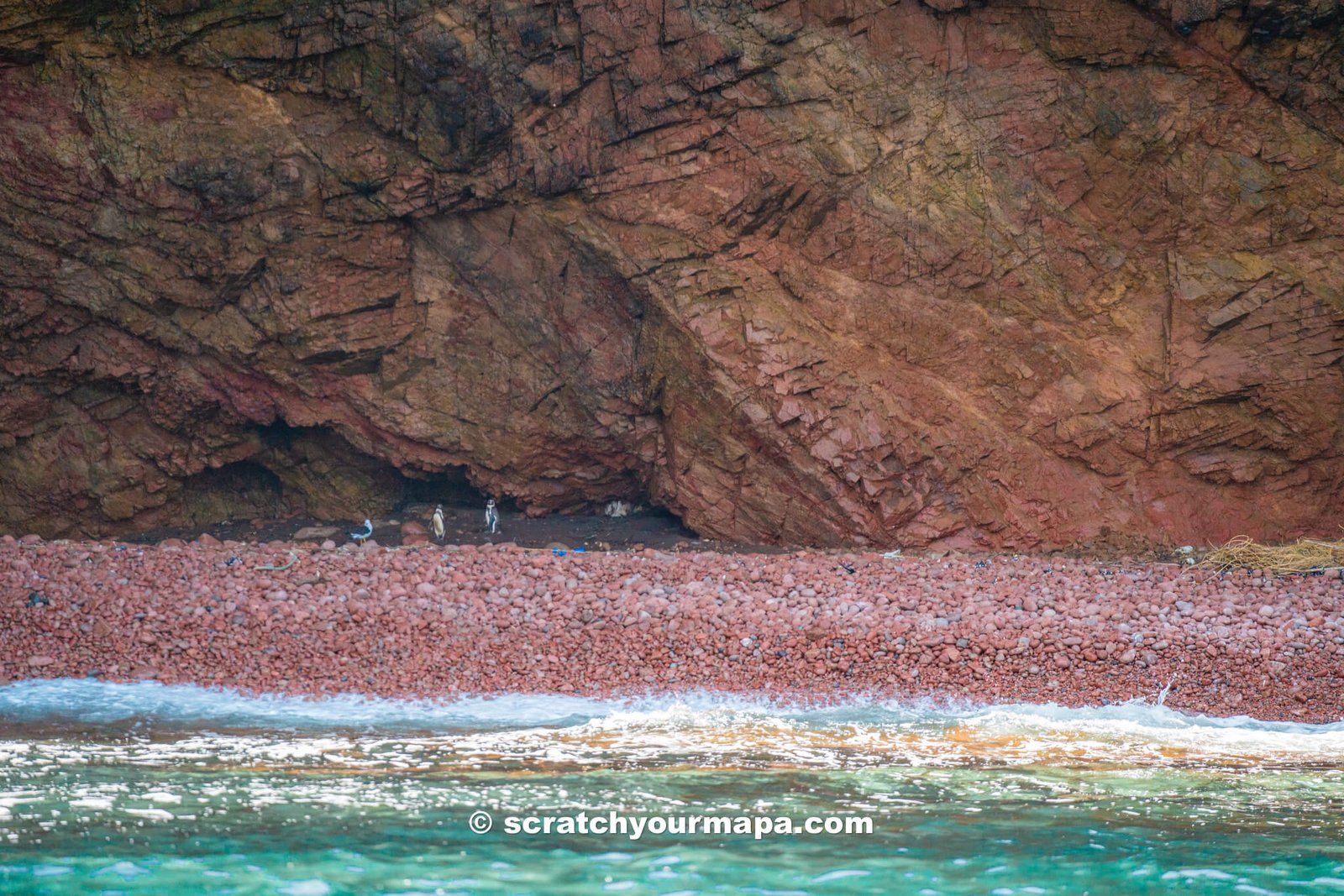 watching a penguin on the Islas Ballestas Tour in Paracas, Peru