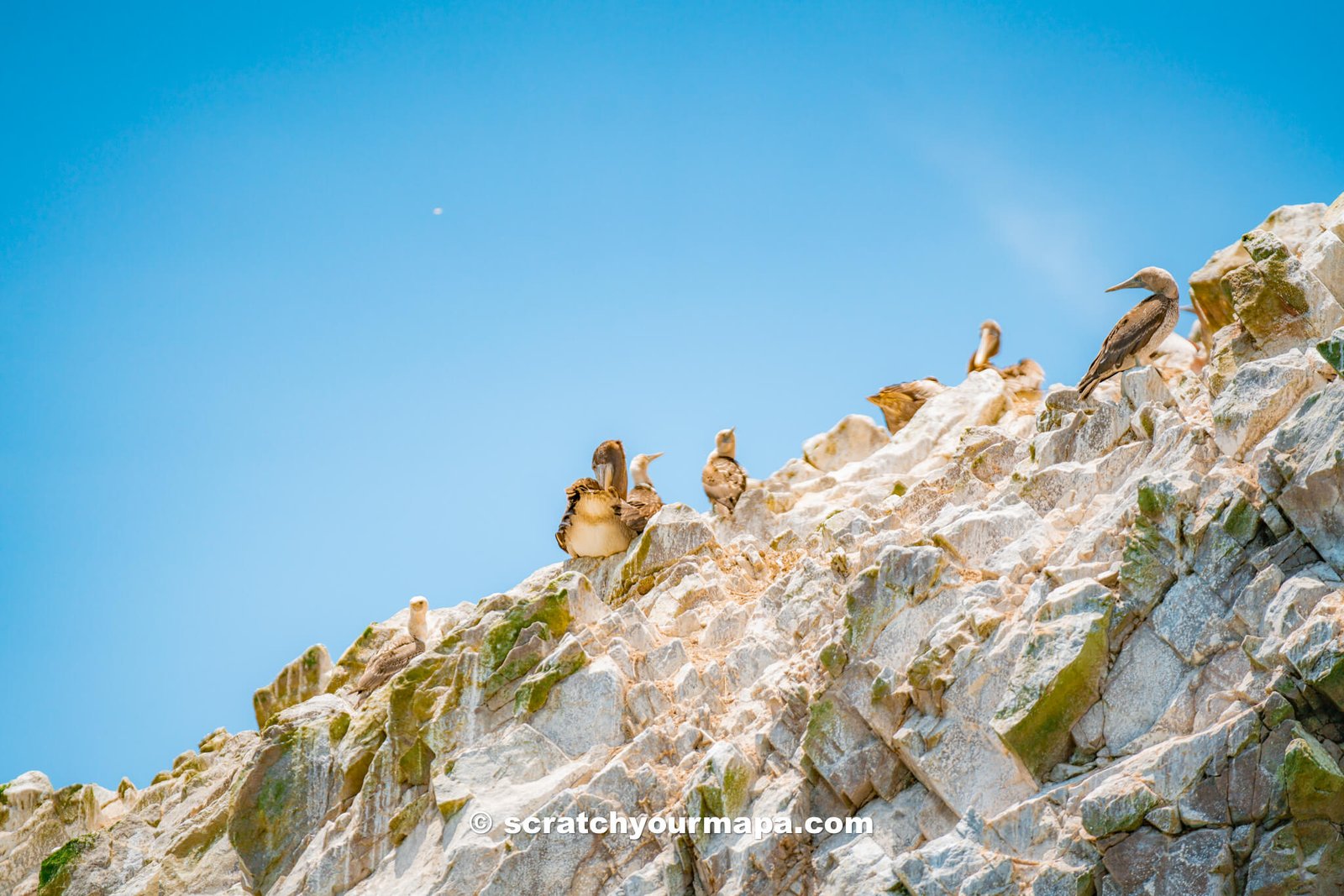 Islas Ballestas Tour travel guide