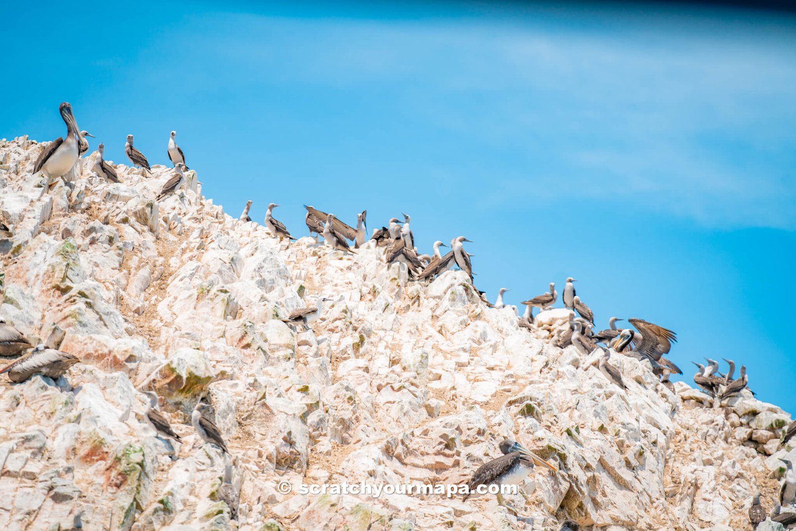 watching birds on the Islas Ballestas Tour in Paracas, Peru