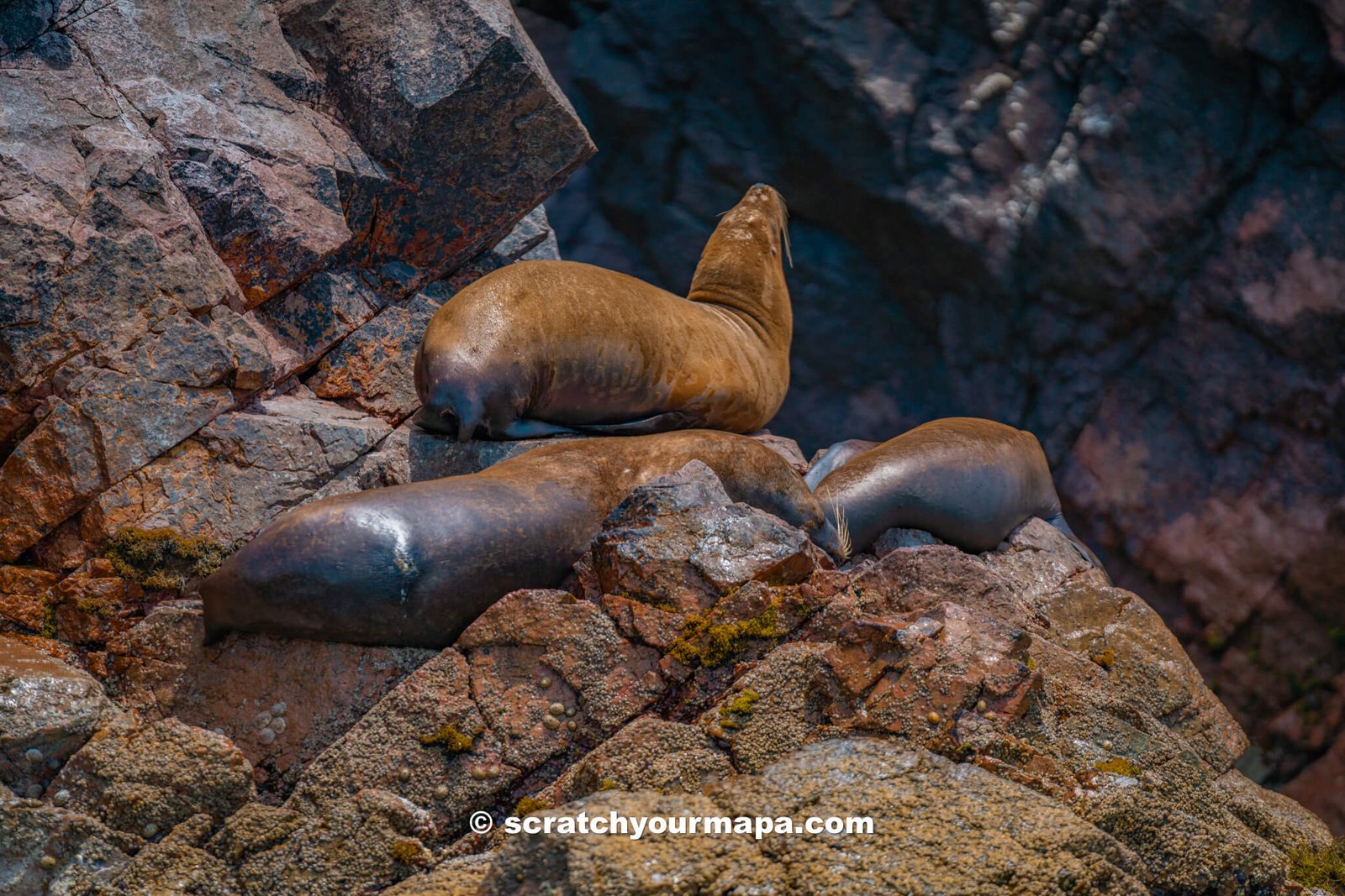 sea lions on the Islas Ballestas Tour in Paracas, Peru