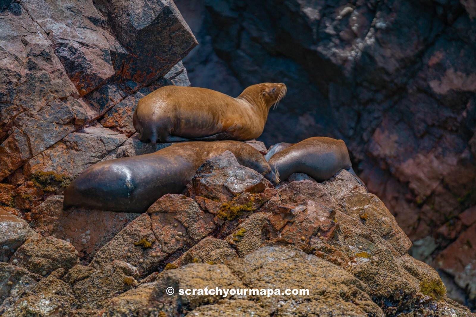 Islas Ballestas, best day trips from Lima, Peru