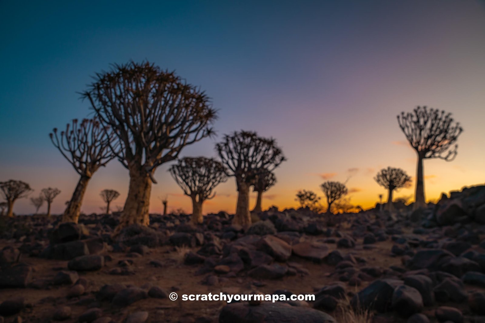 Quiver Tree Forest, the most unique places to stay in Namibia