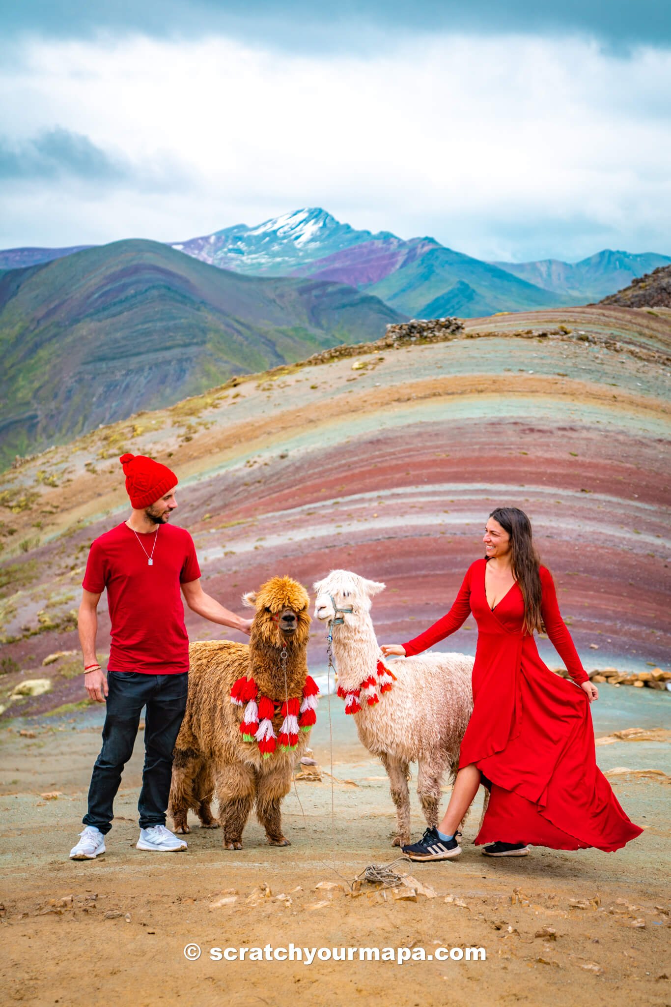 alpacas at Palcoyo Rainbow Mountain in Cusco, Peru