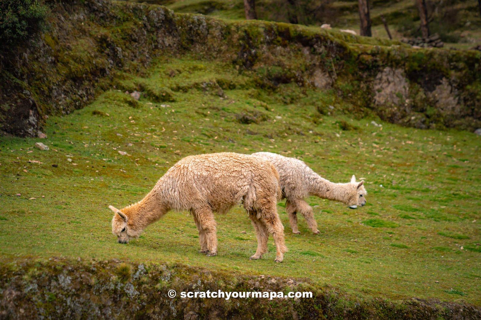 alpacas near Palcoyo Rainbow Mountain