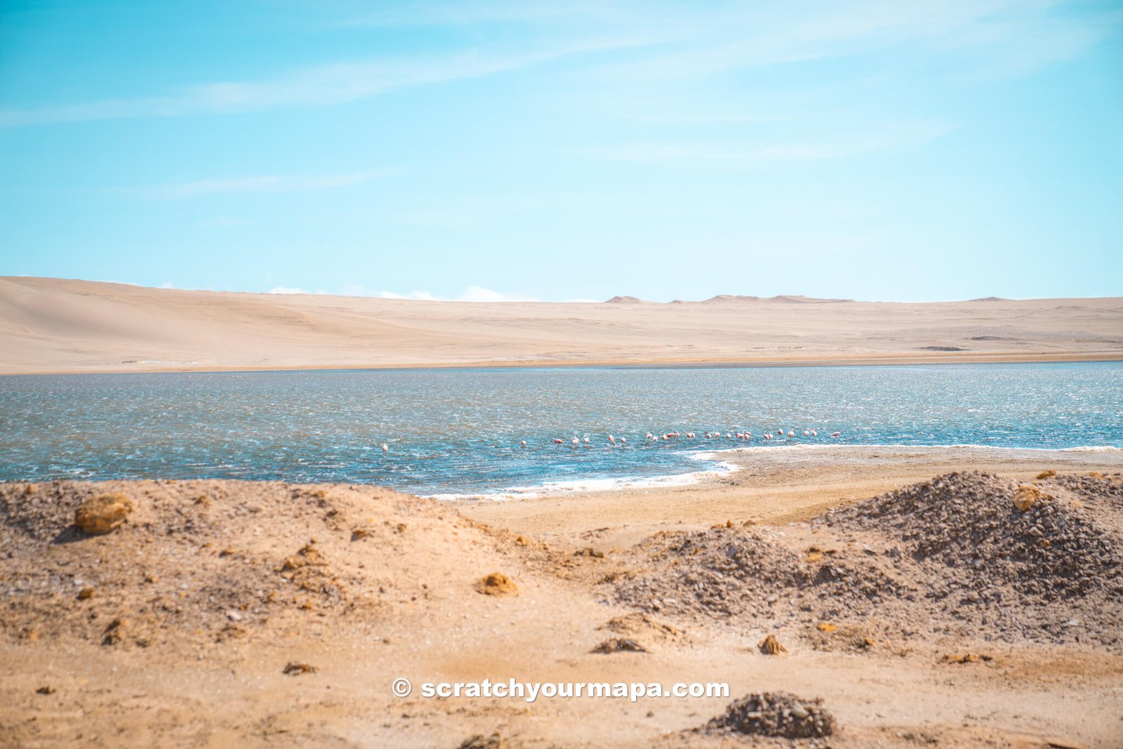 famingos in Paracas National Reserve, Peru