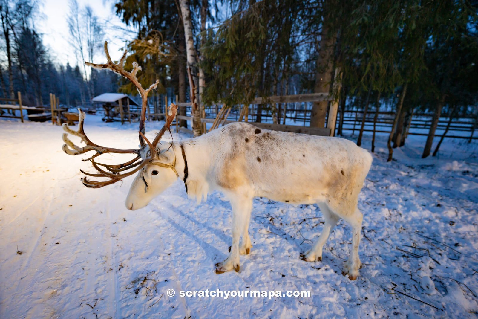 Reindeer Sleigh Ride-28 things to do in Rovaniemi - reindeer sleigh ride