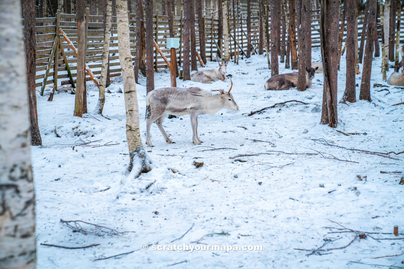 Reindeer ride-7 things to do in Rovaniemi - reindeer sleigh ride