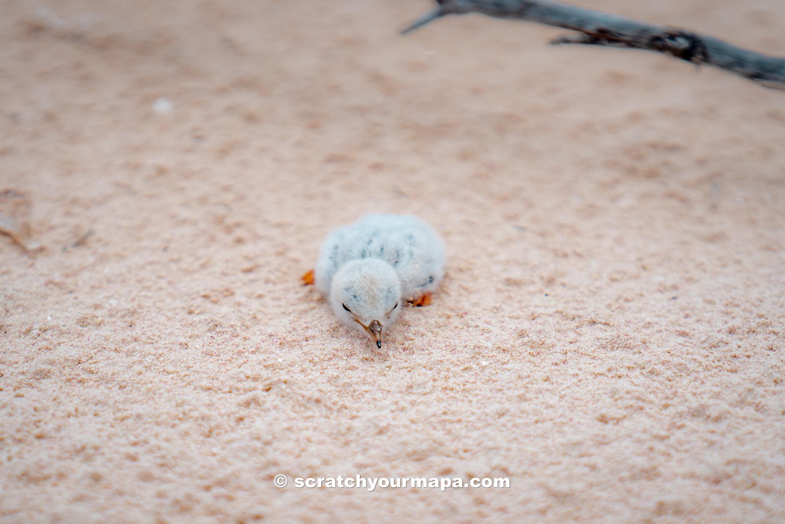 baby bird at Cayo Jutias, Cuba