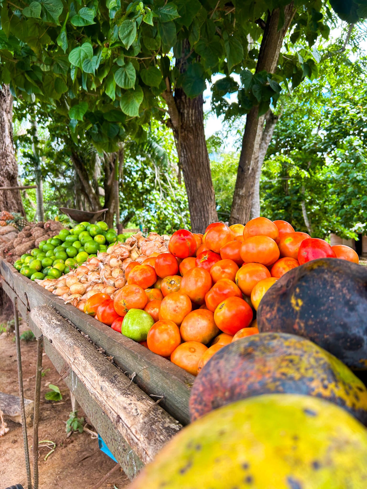 mamey- what to eat in Cuba