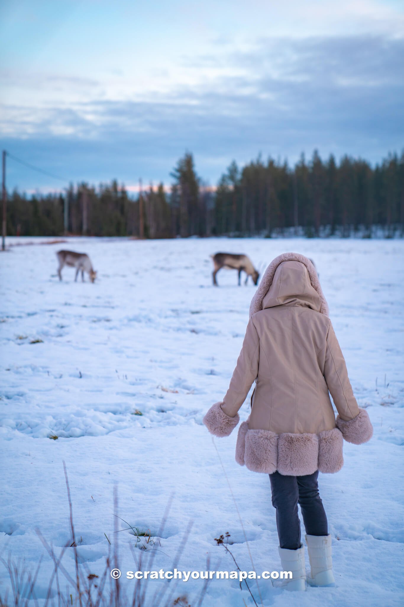 reindeer in Lapland