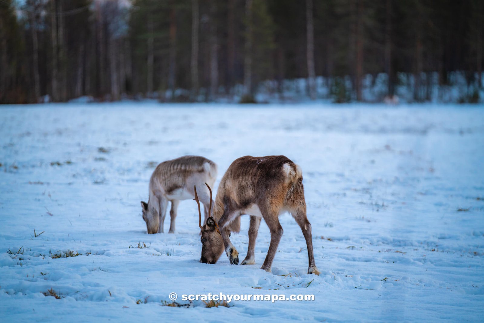 reindeer in Lapland