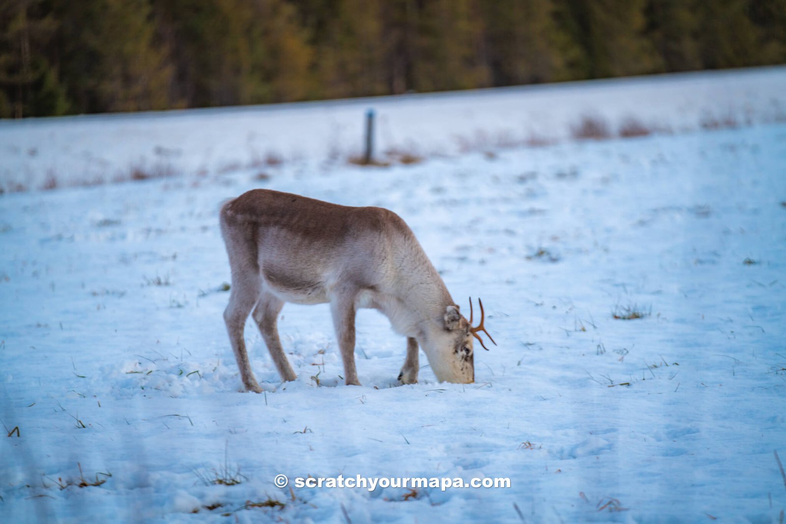 reindeer in Lapland