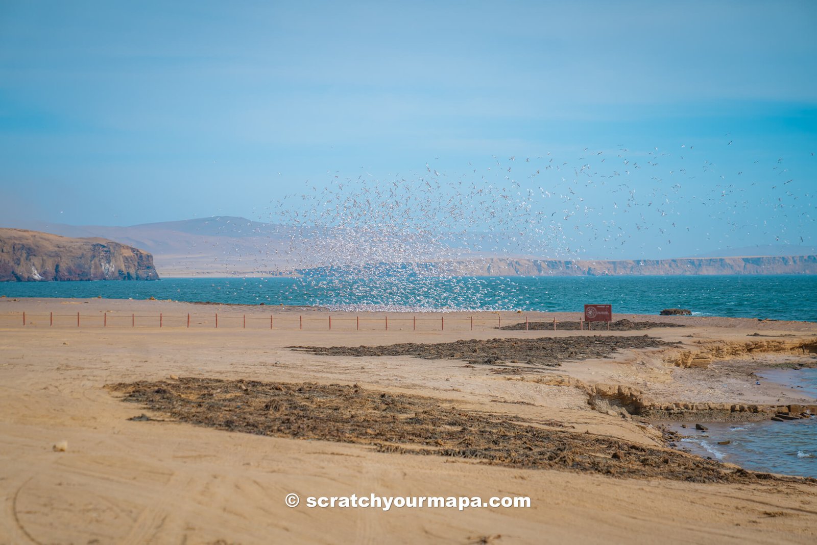 flock of birds at Paracas National Reserve