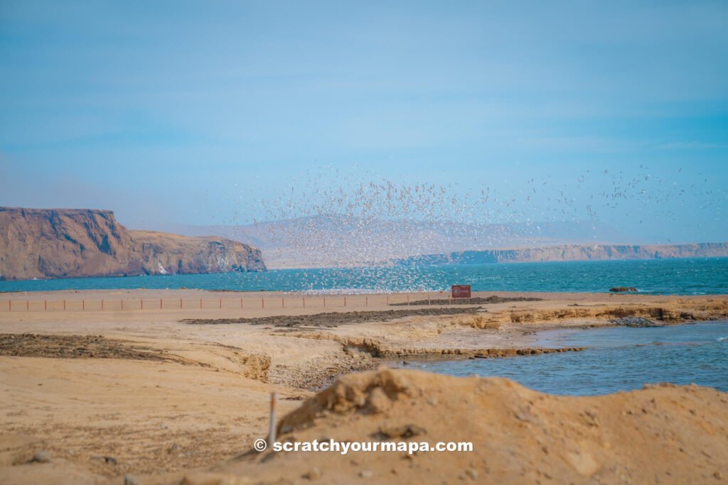 Plan a trip to Paracas National Reserve