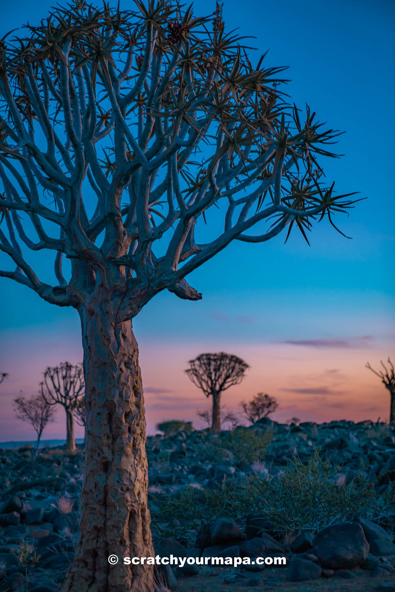 Quiver Tree Forest in Namibia at sunset