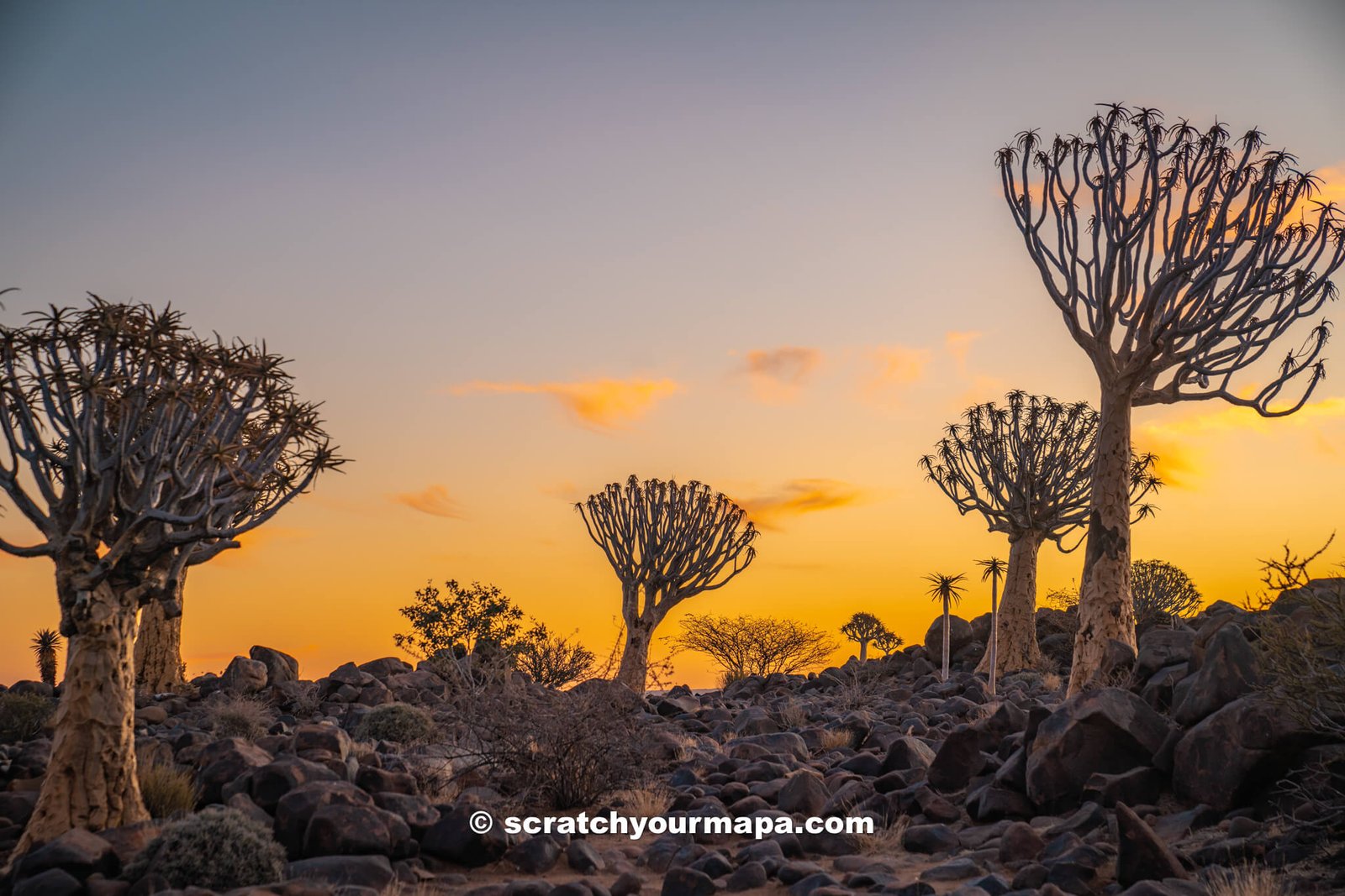 Quiver Tree Forest in Namibia at sunset