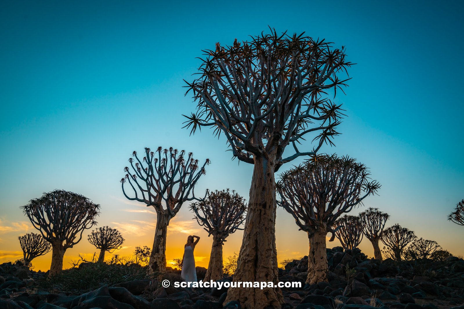 quiver tree forest - one of the best places to visit in Namibia