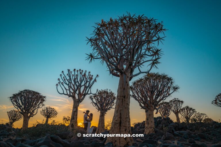 Quiver Tree Forest, the most unique places to stay in Namibia