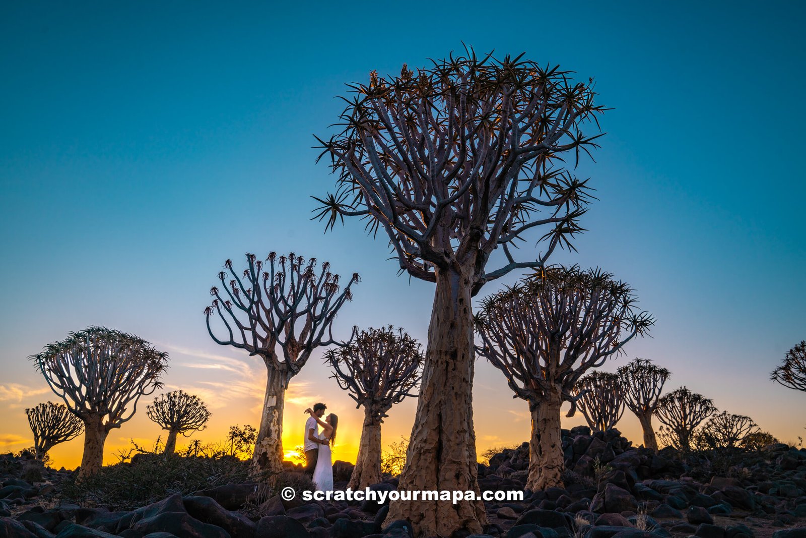 Quiver Tree Forest in Namibia at sunset