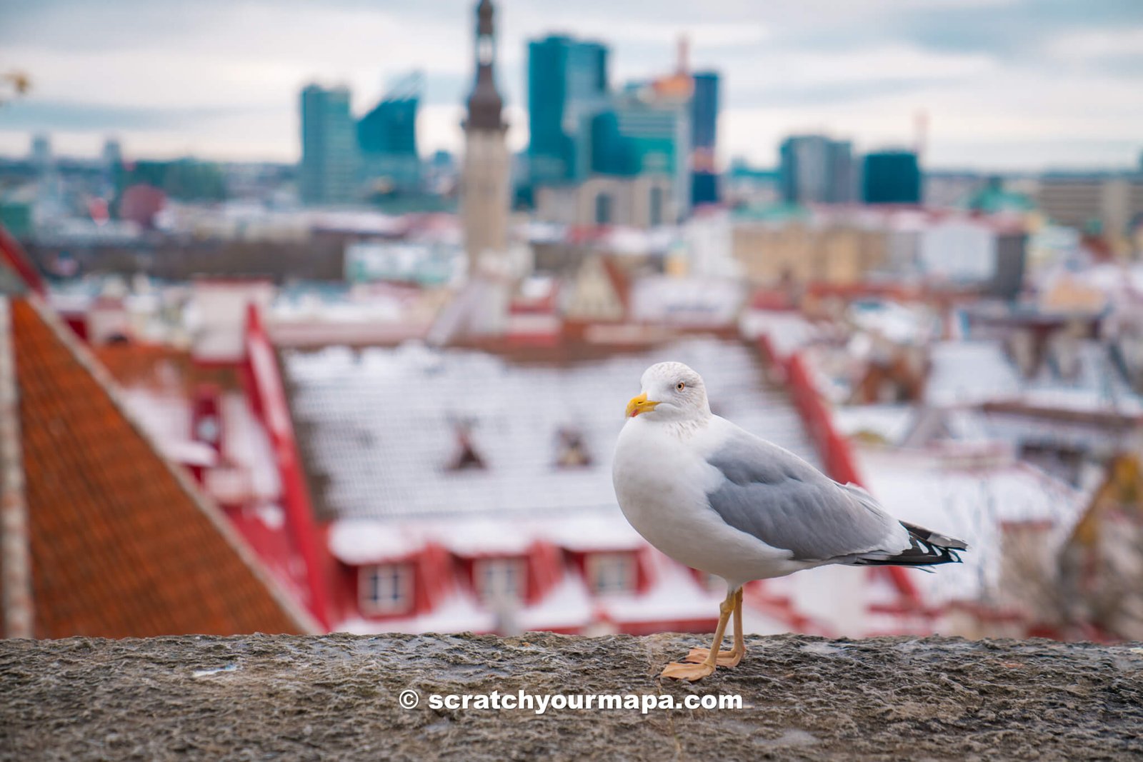 viewing platforms in Tallinn, top things to do in Tallinn Old Town