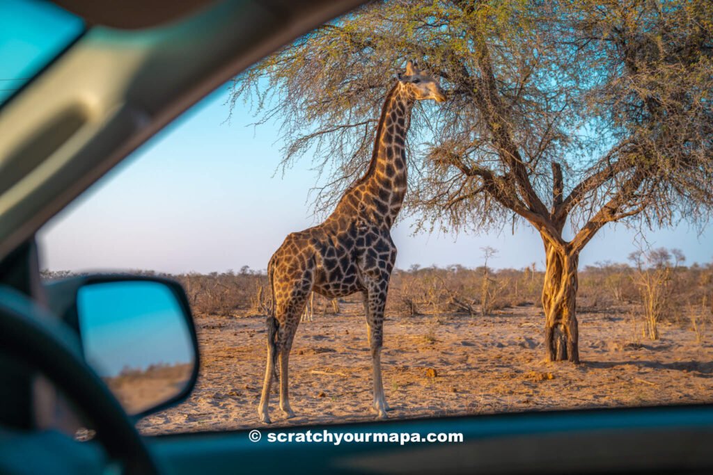 how to drive from Namibia to Botswana guide