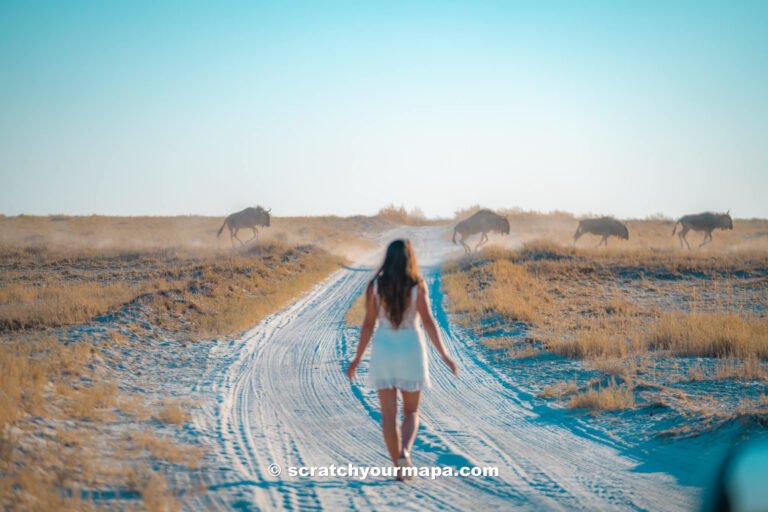 travel guide for visiting Botswana for the first time - southern Africa road trip guide