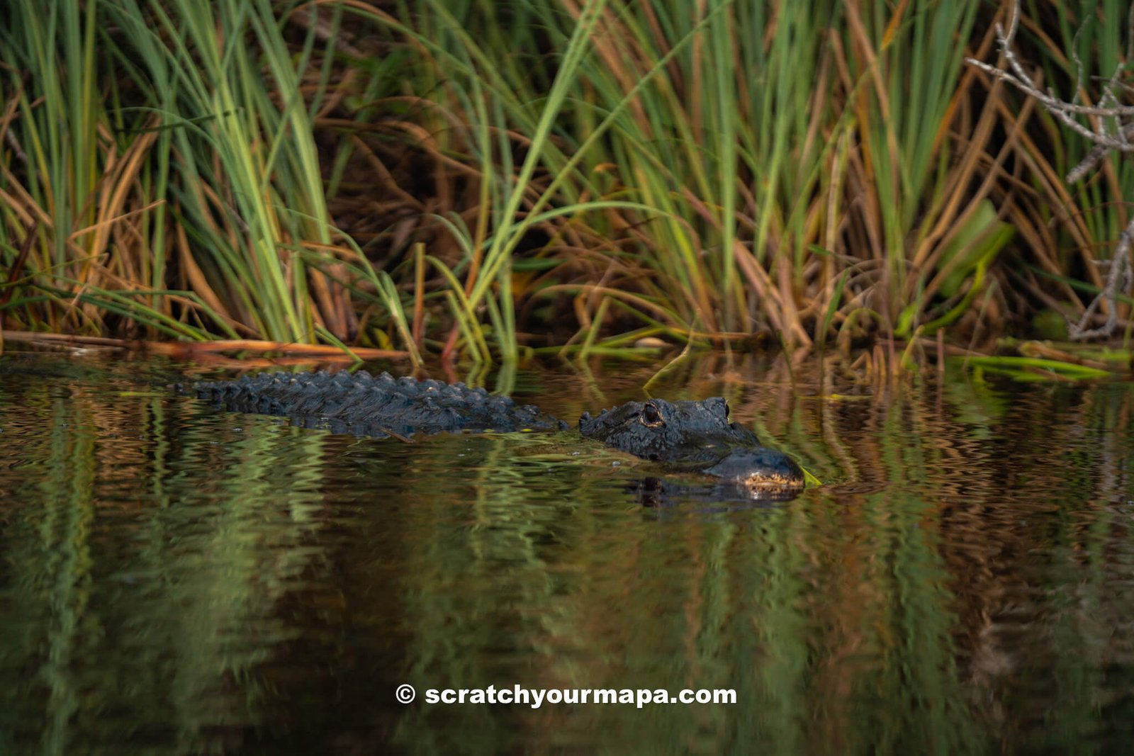 exploring the Everglades - unique things in Florida to do