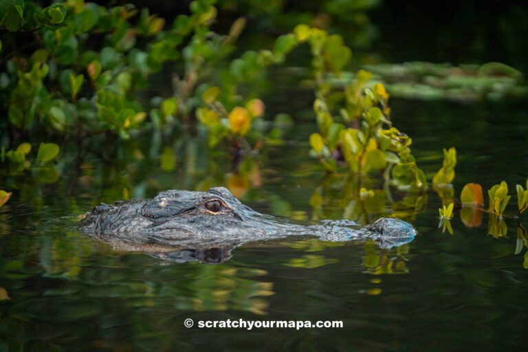airboat tour in the everglades