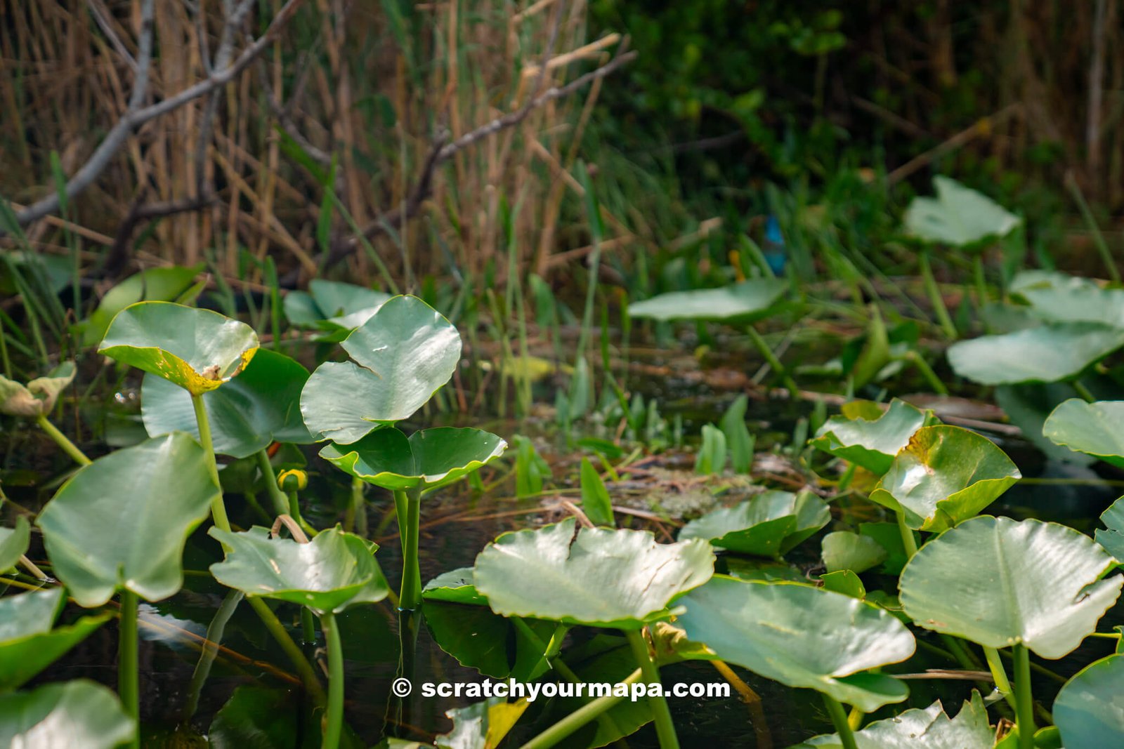The Everglades - things in Florida to do