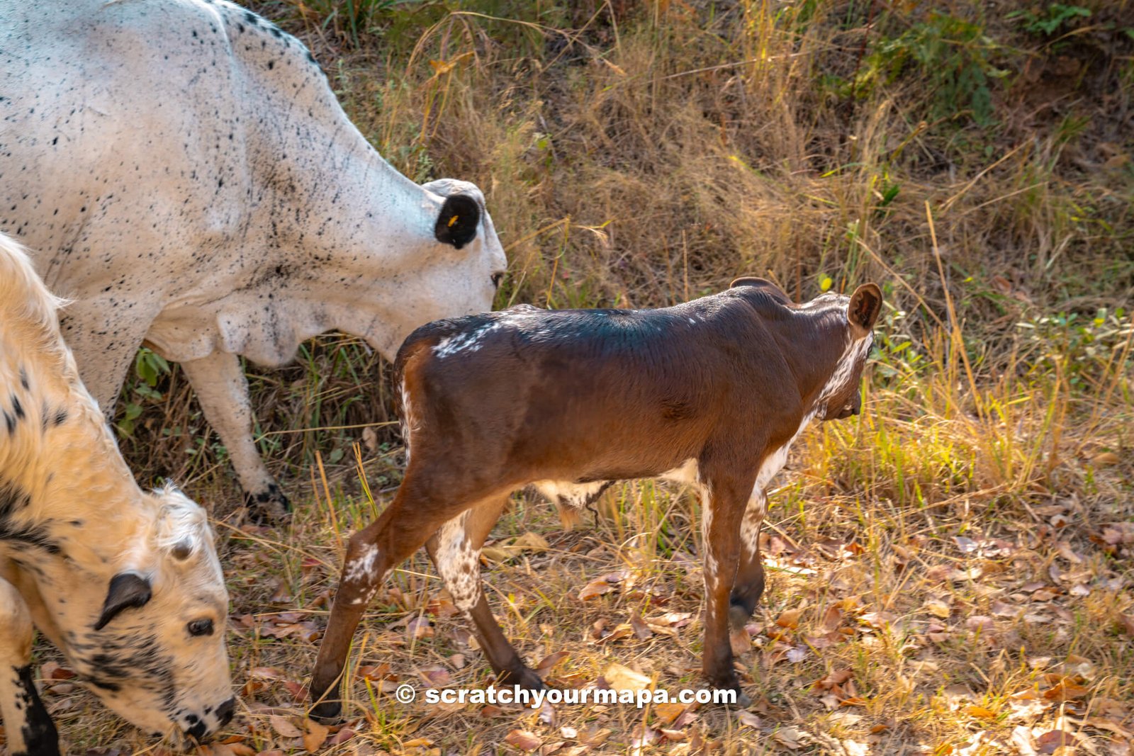 things to do in Eswatini 