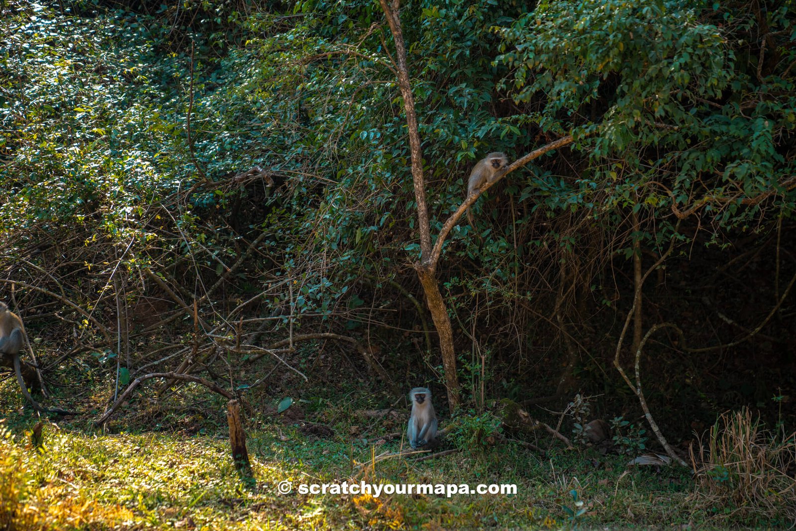 Mantenga Nature Reserve & Cultural Village