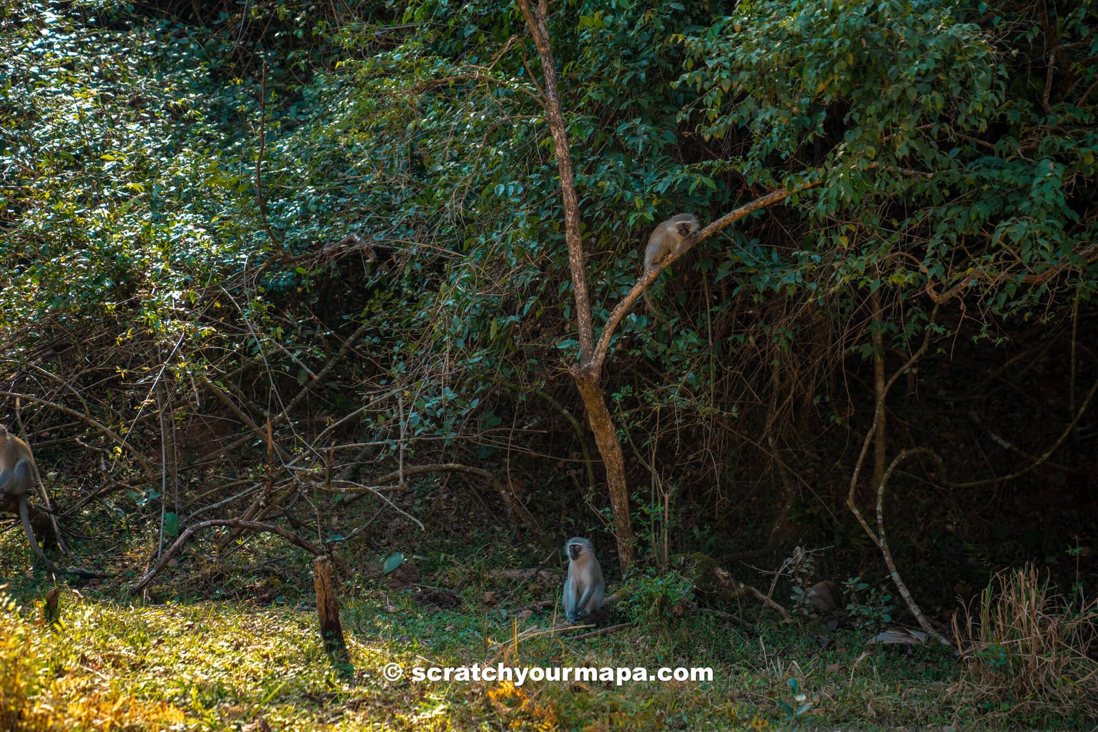 Mantenga Nature Reserve - the best game reserves in Eswatini