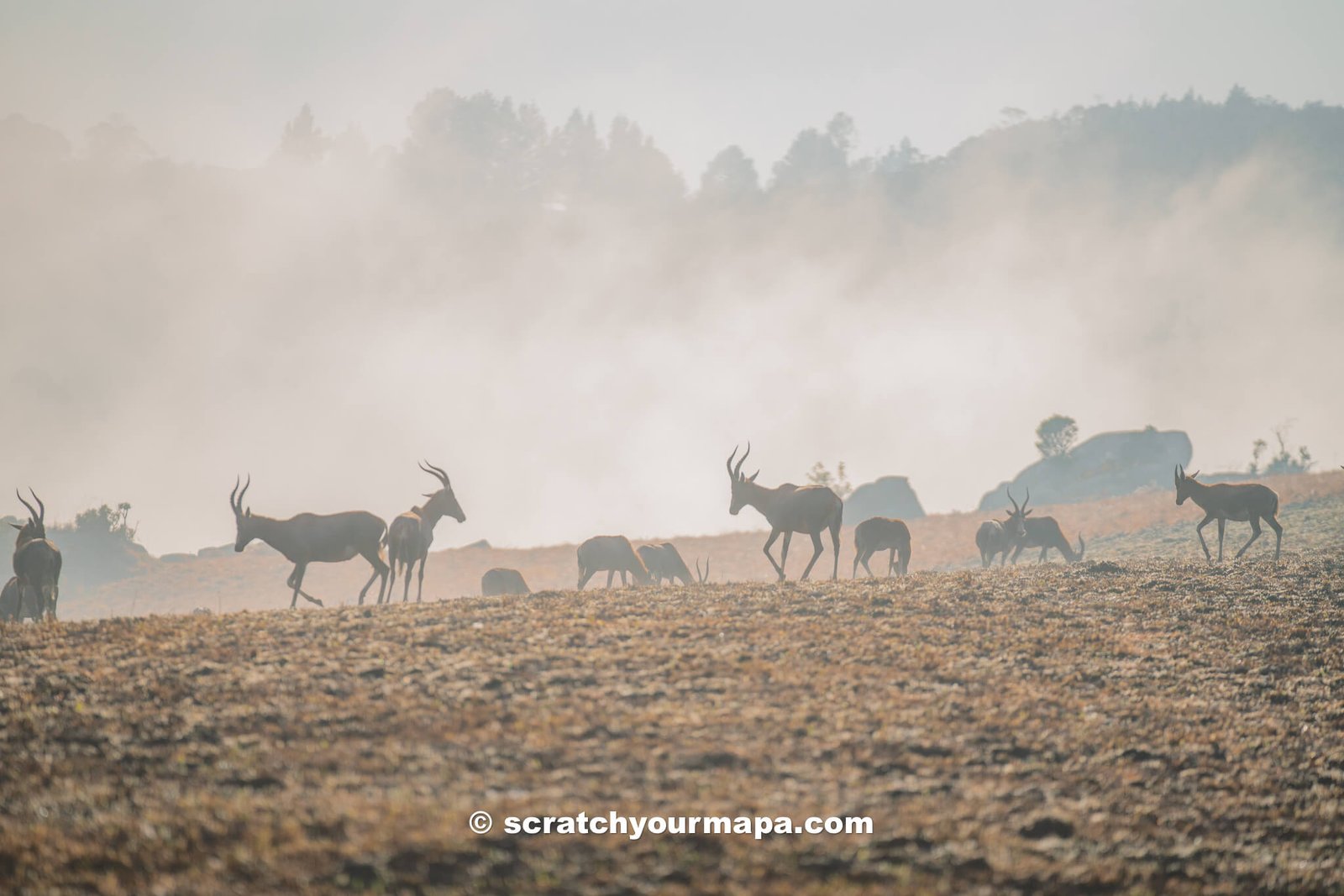 Eswatini - first time safari tips