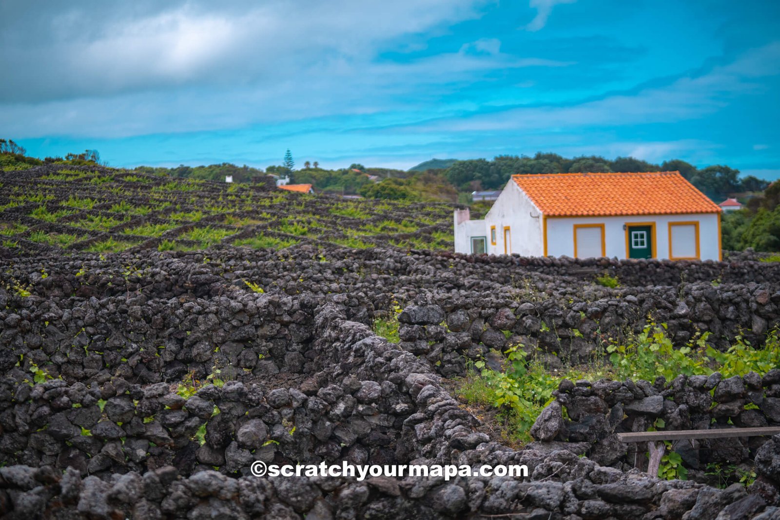 winery in Terceira