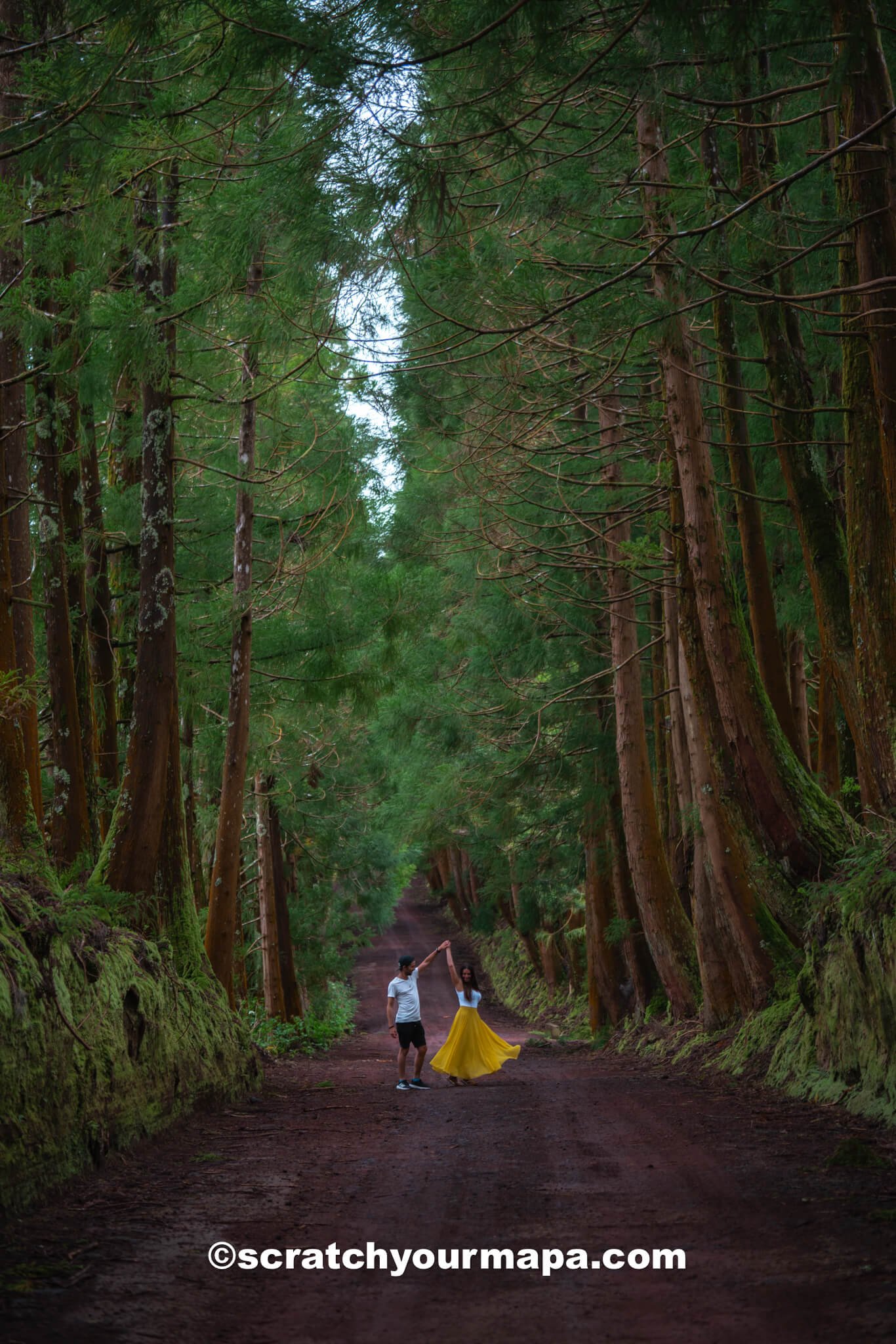 tree tunnel - best photo spots in Terceira, Azores