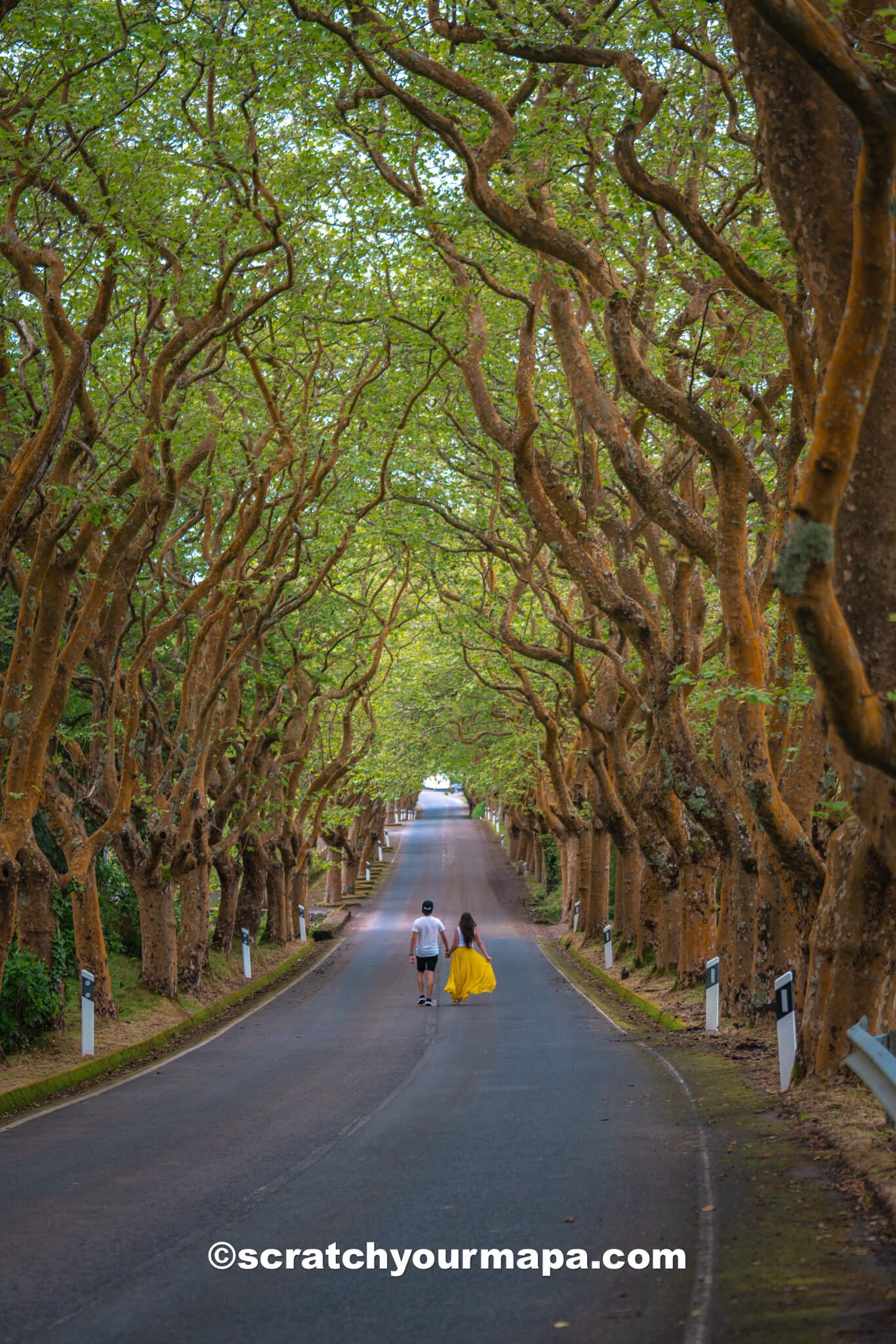 Sycamore Trees - best photo spots in Terceira