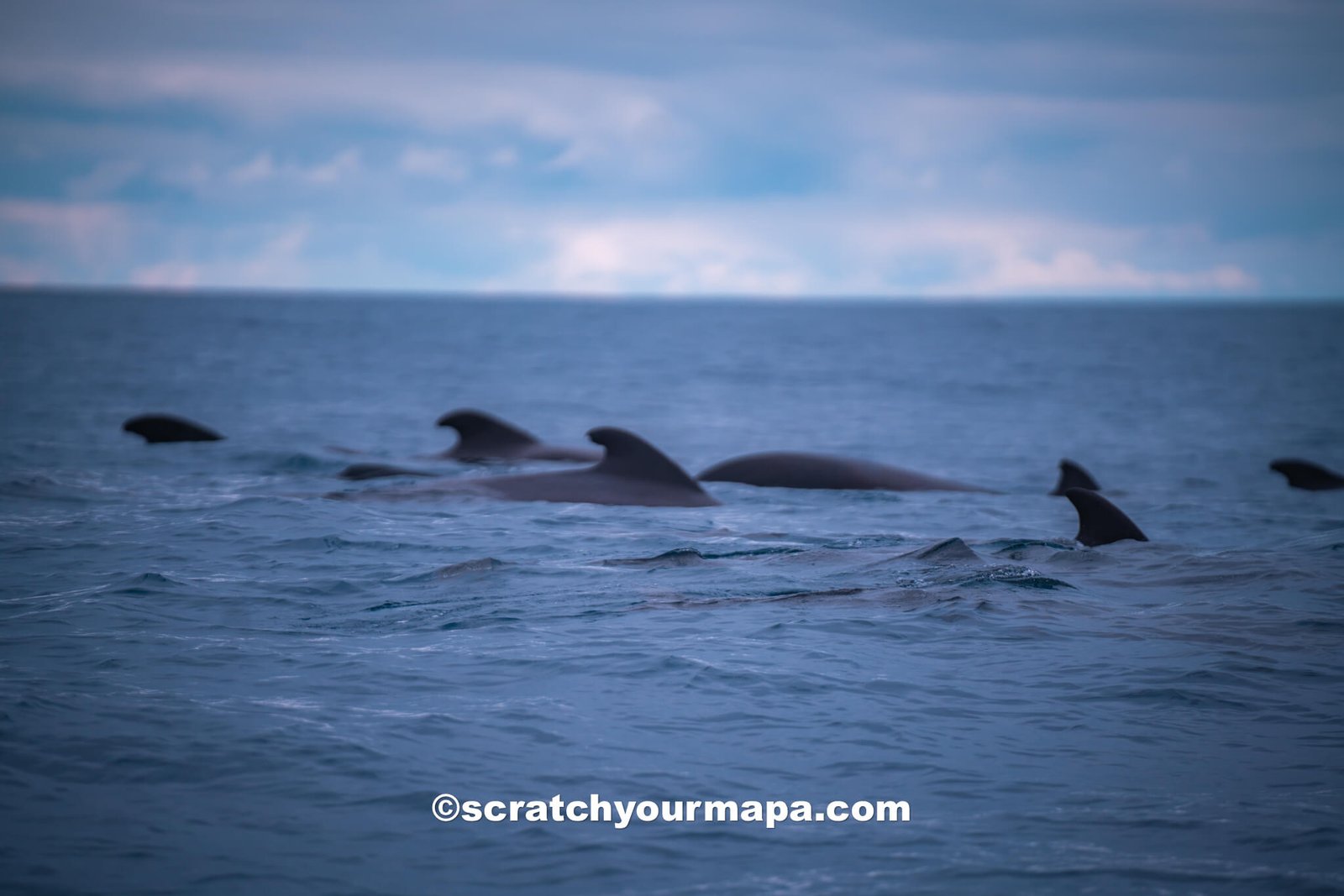 whale watching - the best time to visit the Azores