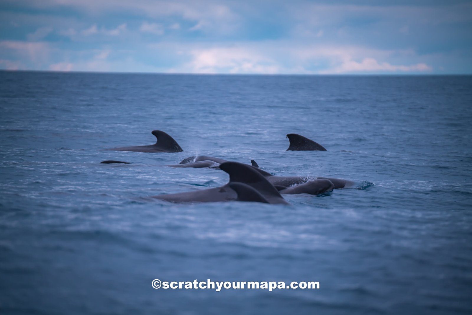 whale watching - things to do in Terceira, Portugal