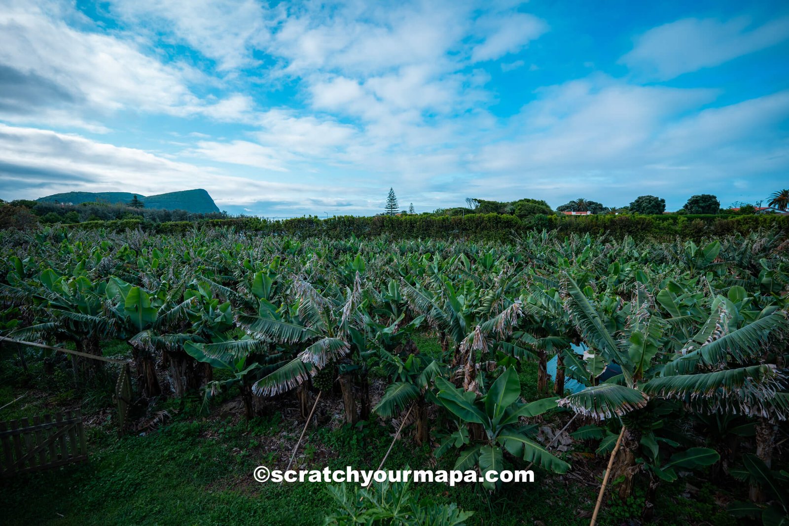 Coffee Cabana - Terceira, Azores food guide